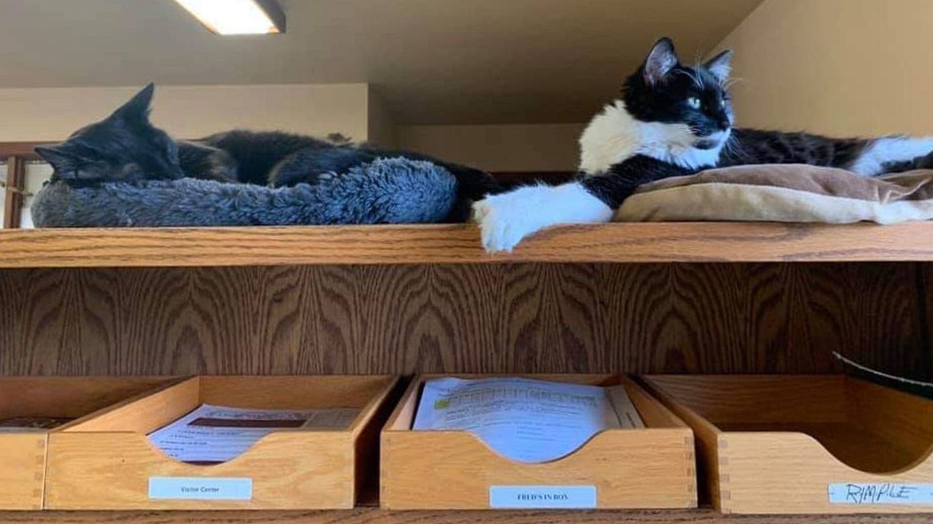 Look who's been adopted | Louie and Jaq